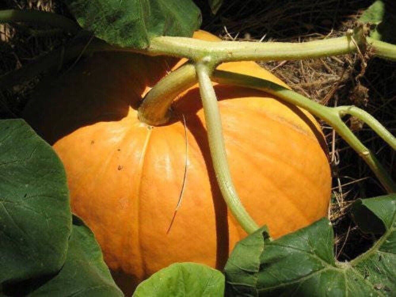 25 Seeds BIG MAX PUMPKIN Cucurbita Maxima Vegetable Seeds (Grow 100 pound pumpkins!) (Seeds)