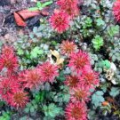20 Seeds NEW ZEALAND BURRS Scarlet Piripiri Acaena Microphylla Flower GroundCover (Seeds)