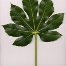 10 Seeds JAPANESE FATSI Shrub Flower Paperplant Fatsia Aralia Japonica (Seeds)