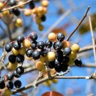 20 Seeds NANNYBERRY SWEET VIBURNUM Lentago Shrub Tree Blue Black Fruit Flower (Seeds)