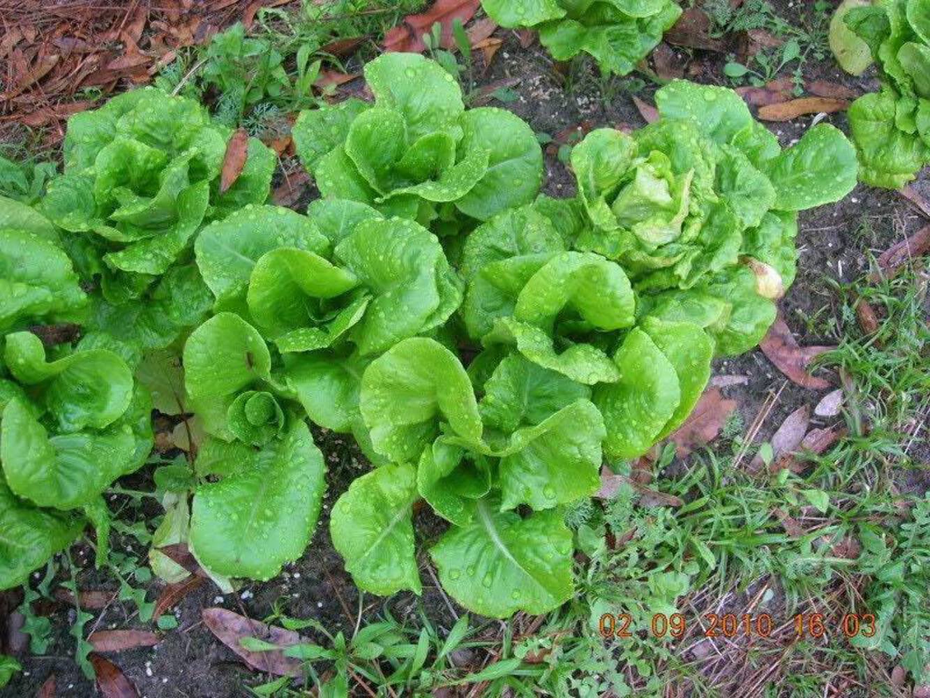 2000 Seeds BIBB LETTUCE (Limestone Lettuce) Lactuca Sativa Vegetable (Seeds)