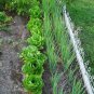 2000 Seeds BIBB LETTUCE (Limestone Lettuce) Lactuca Sativa Vegetable (Seeds)