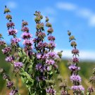 200 Seeds PENNYROYAL Mint Mentha Pulegium Herb Purple Flower (Seeds) 200 Seeds PENNYROYAL Mint Mentha Pulegium Herb Purple Flower (Seeds)