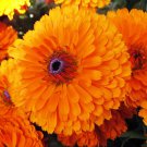 500 Seeds PACIFIC Beauty ORANGE MARIGOLD Calendula Officinalis Flower (Seeds)