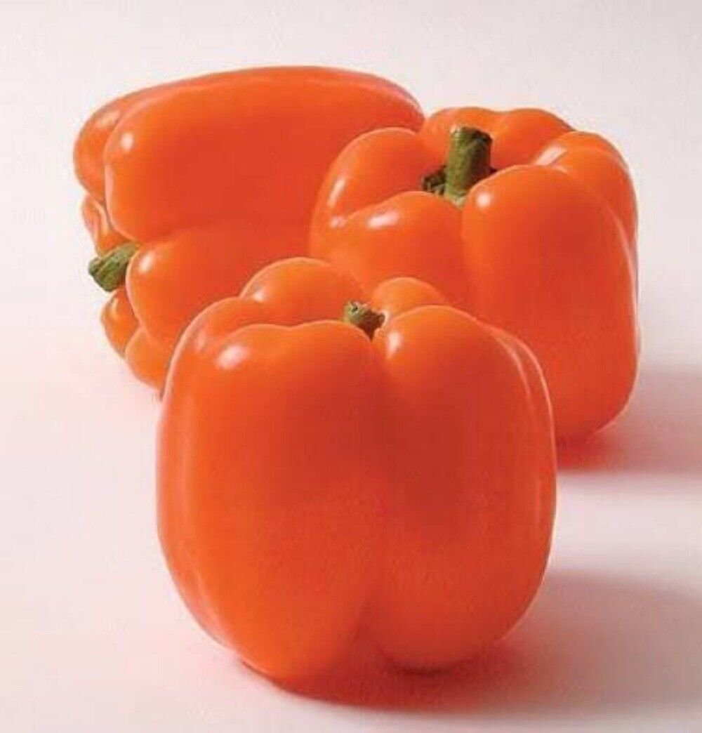 50 Seeds ORANGE Sun BELL PEPPER Sweet Capsicum Vegetable (Seeds)