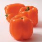 50 Seeds ORANGE Sun BELL PEPPER Sweet Capsicum Vegetable (Seeds)