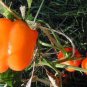 50 Seeds ORANGE Sun BELL PEPPER Sweet Capsicum Vegetable (Seeds)