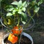 50 Seeds ORANGE Sun BELL PEPPER Sweet Capsicum Vegetable (Seeds)