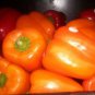 50 Seeds ORANGE Sun BELL PEPPER Sweet Capsicum Vegetable (Seeds)