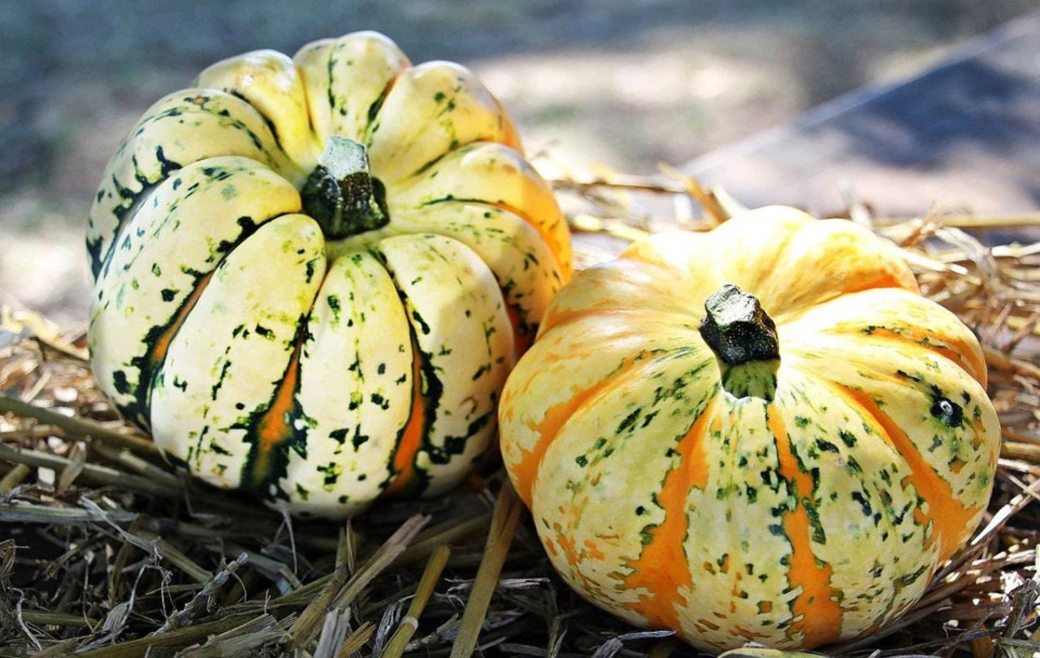 15 Seeds CARNIVAL SQUASH Winter Cucurbita Pepo Vegetable (Seeds)