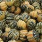 15 Seeds CARNIVAL SQUASH Winter Cucurbita Pepo Vegetable (Seeds)