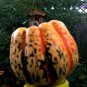 15 Seeds CARNIVAL SQUASH Winter Cucurbita Pepo Vegetable (Seeds)