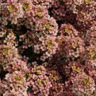50 Seeds Easter Bonnet PEACH ALYSSUM Lobularia Maritima Hummingbird Flower (Seeds)