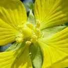 1000 Seeds Yellow SEEDBOX Water Primrose Rattlebox Ludwigia Alternifolia Flower (Seeds)