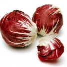 100 Seeds RADICCHIO DI TREVISO Radicchio Rose Vegetable (Seeds)