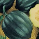 50 Seeds Table Queen ACORN SQUASH Winter Cucurbita Pepo Vegetable (Seeds) 50 Seeds Table Queen ACORN SQUASH Winter Cucurbita Pepo Vegetable (Seeds)