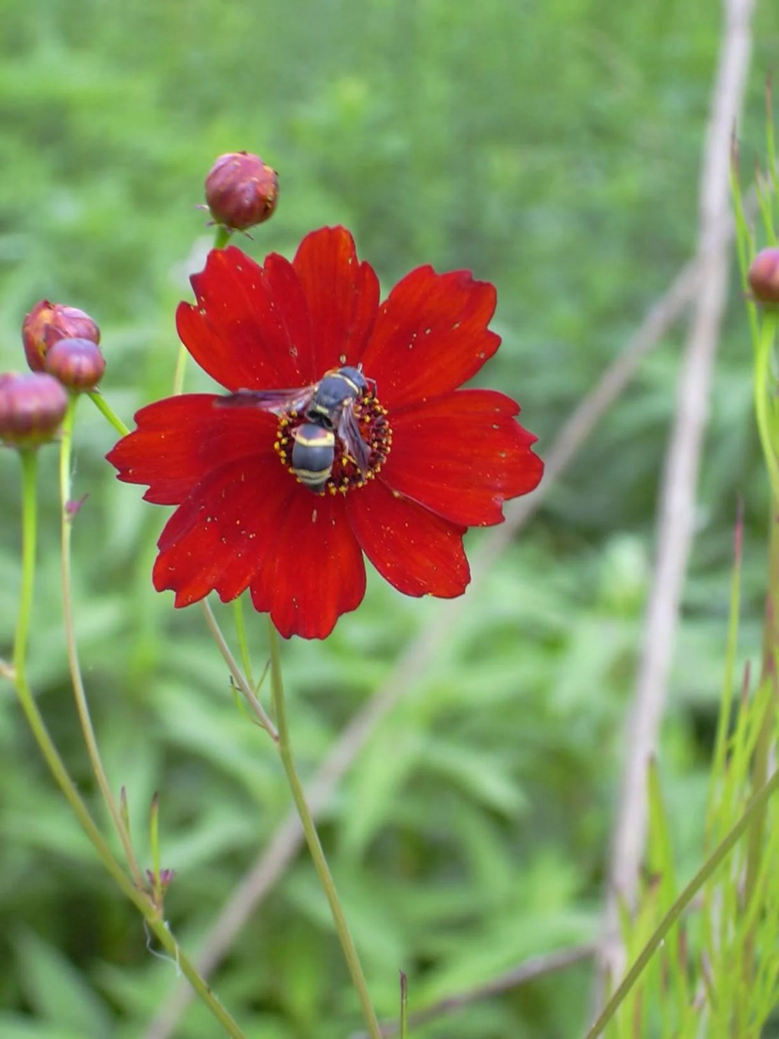 500 Seeds RED Dwarf PLAINS COREOPSIS Coreopsis Tinctoria Flower (Seeds)