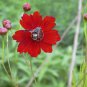 500 Seeds RED Dwarf PLAINS COREOPSIS Coreopsis Tinctoria Flower (Seeds)