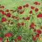 500 Seeds RED Dwarf PLAINS COREOPSIS Coreopsis Tinctoria Flower (Seeds)