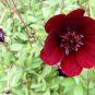 500 Seeds RED Dwarf PLAINS COREOPSIS Coreopsis Tinctoria Flower (Seeds)