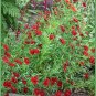 500 Seeds RED Dwarf PLAINS COREOPSIS Coreopsis Tinctoria Flower (Seeds)