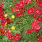 500 Seeds RED Dwarf PLAINS COREOPSIS Coreopsis Tinctoria Flower (Seeds)