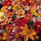 50 Seeds EARLY BIRD DAHLIA Mixed Colors Flower (Seeds) 50 Seeds EARLY BIRD DAHLIA Mixed Colors Flower (Seeds)