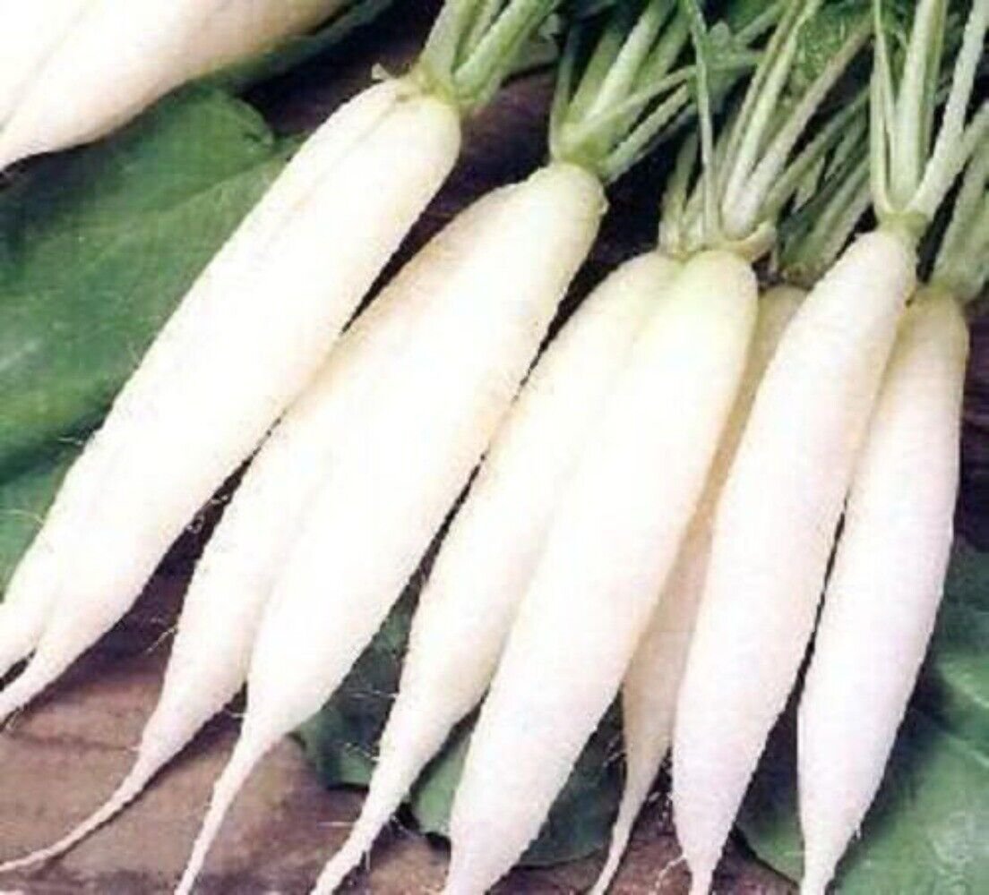 1250 Seeds WHITE ICICLE RADISH Raphanus Sativus Vegetable (Seeds)
