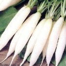 1250 Seeds WHITE ICICLE RADISH Raphanus Sativus Vegetable (Seeds) 1250 Seeds WHITE ICICLE RADISH Raphanus Sativus Vegetable (Seeds)