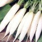 1250 Seeds WHITE ICICLE RADISH Raphanus Sativus Vegetable (Seeds)