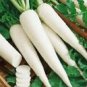 1250 Seeds WHITE ICICLE RADISH Raphanus Sativus Vegetable (Seeds)