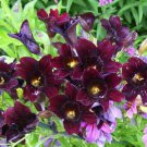25 Seeds Chilean BLACK PAINTED TONGUE Salpiglossis Sinuata Paisley Flower (Seeds)