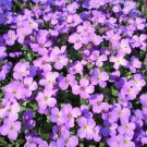 500 Seeds PURPLE ROCKCRESS Rock Cress Aubrieta Deltoidea Flower (Seeds)