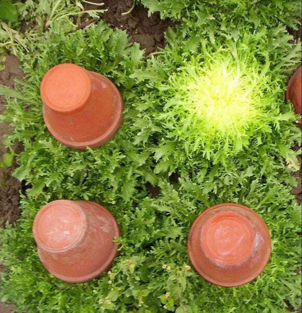 3000 Seeds GREEN CURLED ENDIVE (Moss, Salad, Escarole) Cichorium Endiva Veggie (Seeds)