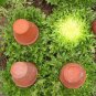 3000 Seeds GREEN CURLED ENDIVE (Moss, Salad, Escarole) Cichorium Endiva Veggie (Seeds)