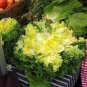 3000 Seeds GREEN CURLED ENDIVE (Moss, Salad, Escarole) Cichorium Endiva Veggie (Seeds)