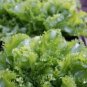 3000 Seeds GREEN CURLED ENDIVE (Moss, Salad, Escarole) Cichorium Endiva Veggie (Seeds)