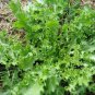 3000 Seeds GREEN CURLED ENDIVE (Moss, Salad, Escarole) Cichorium Endiva Veggie (Seeds)