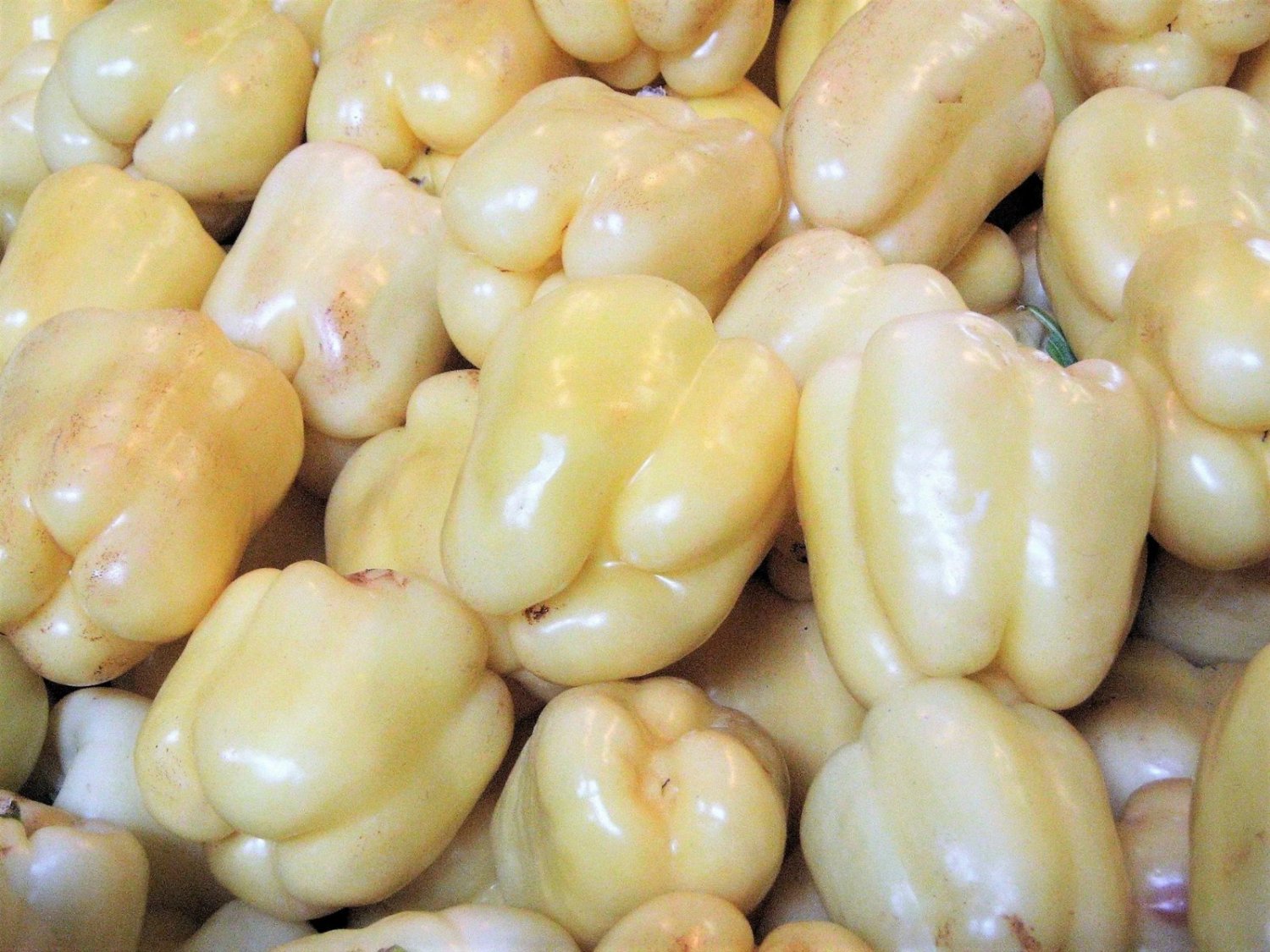 50 Seeds WHITE CLOUD BELL PEPPER Sweet Mild Capsicum Annuum Vegetable (Seeds)