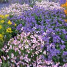 50 Seeds BLUE GEM NEMESIA Strumosa Flower (Seeds)