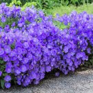 1000 Seeds TUSSOCK BELLFLOWER (Carpathian Bellflower) Campanula Carpatica Flower (Seeds)