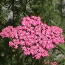 250 Seeds PINK Cerise QUEEN YARROW Achillea Millefolium Flower (Seeds)