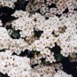 20 Seeds ASH TREE Mountain / Amur / Rowan - Sorbus Aucuparia (Seeds)