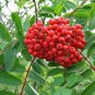 20 Seeds ASH TREE Mountain / Amur / Rowan - Sorbus Aucuparia (Seeds)