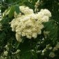 20 Seeds ASH TREE Mountain / Amur / Rowan - Sorbus Aucuparia (Seeds)