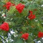 20 Seeds ASH TREE Mountain / Amur / Rowan - Sorbus Aucuparia (Seeds)