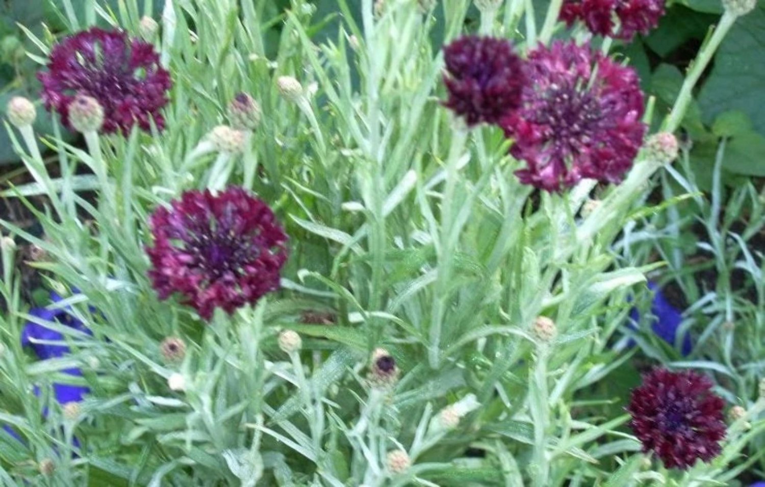 25 Seeds Black Garnet BACHELOR'S BUTTON / CORNFLOWER Centaurea Cyanus Flower (Seeds)
