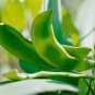 20 Seeds FORDHOOK LIMA BEAN Phaseolus Lunatus Bush Bean Vegetable (Seeds)