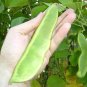 20 Seeds FORDHOOK LIMA BEAN Phaseolus Lunatus Bush Bean Vegetable (Seeds)