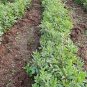 20 Seeds FORDHOOK LIMA BEAN Phaseolus Lunatus Bush Bean Vegetable (Seeds)